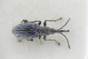  (Ceratapion scalptum - GBOLRL0974)  @11 [ ] CreativeCommons - Attribution Non-Commercial Share-Alike (2016) SNSB, Staatliche Naturwissenschaftliche Sammlungen Bayerns ZSM (SNSB, Zoologische Staatssammlung Muenchen)