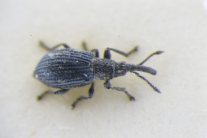  (Ceratapion carduorum - GBOLRL0976)  @11 [ ] CreativeCommons - Attribution Non-Commercial Share-Alike (2016) SNSB, Staatliche Naturwissenschaftliche Sammlungen Bayerns ZSM (SNSB, Zoologische Staatssammlung Muenchen)