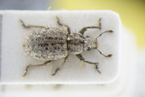  (Cycloderes pilosus - GBOLRL1025)  @11 [ ] CreativeCommons - Attribution Non-Commercial Share-Alike (2016) SNSB, Staatliche Naturwissenschaftliche Sammlungen Bayerns ZSM (SNSB, Zoologische Staatssammlung Muenchen)