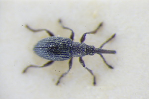  (Ceratapion armatum - GBOLRL1189)  @11 [ ] CreativeCommons - Attribution Non-Commercial Share-Alike (2016) SNSB, Staatliche Naturwissenschaftliche Sammlungen Bayerns ZSM (SNSB, Zoologische Staatssammlung Muenchen)
