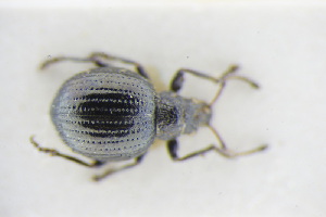  (Omias seminulum - GBOLRL1196)  @11 [ ] CreativeCommons - Attribution Non-Commercial Share-Alike (2016) SNSB, Staatliche Naturwissenschaftliche Sammlungen Bayerns ZSM (SNSB, Zoologische Staatssammlung Muenchen)