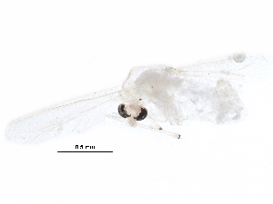  (Tanytarsus dibranchius - BIOUG22224-H05)  @12 [ ] CreativeCommons - Attribution (2015) CBG Photography Group Centre for Biodiversity Genomics