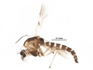  ( - BIOUG22229-C05)  @13 [ ] CreativeCommons - Attribution (2015) CBG Photography Group Centre for Biodiversity Genomics