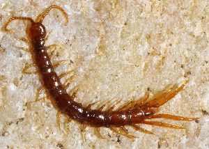  ( - GBOL11193)  @12 [ ] CreativeCommons - Attribution Non-Commercial Share-Alike (2013) Joerg Spelda SNSB, Zoologische Staatssammlung Muenchen