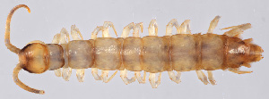  (Lithobius borealis - GBOL11823)  @14 [ ] CreativeCommons - Attribution Non-Commercial Share-Alike (2015) SNSB, Zoologische Staatssammlung Muenchen SNSB, Zoologische Staatssammlung Muenchen
