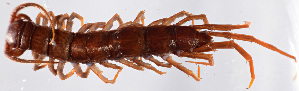  (Lithobius punctulatus - GBOL11866)  @13 [ ] CreativeCommons - Attribution Non-Commercial Share-Alike (2015) SNSB, Zoologische Staatssammlung Muenchen SNSB, Zoologische Staatssammlung Muenchen