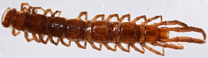  ( - GBOL11868)  @11 [ ] CreativeCommons - Attribution Non-Commercial Share-Alike (2015) SNSB, Zoologische Staatssammlung Muenchen SNSB, Zoologische Staatssammlung Muenchen