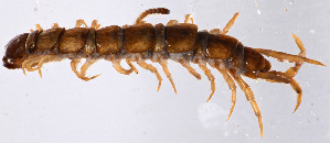  (Lithobius calcaratus - GBOL11872)  @12 [ ] CreativeCommons - Attribution Non-Commercial Share-Alike (2015) SNSB, Zoologische Staatssammlung Muenchen SNSB, Zoologische Staatssammlung Muenchen