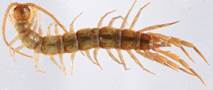  (Lithobius cyrtopus - GBOL11879)  @13 [ ] CreativeCommons - Attribution Non-Commercial Share-Alike (2015) SNSB, Zoologische Staatssammlung Muenchen SNSB, Zoologische Staatssammlung Muenchen