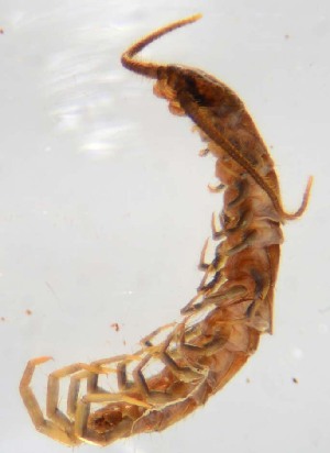  ( - GBOL12316)  @11 [ ] CreativeCommons - Attribution Non-Commercial Share-Alike (2015) SNSB, Zoologische Staatssammlung Muenchen SNSB, Zoologische Staatssammlung Muenchen