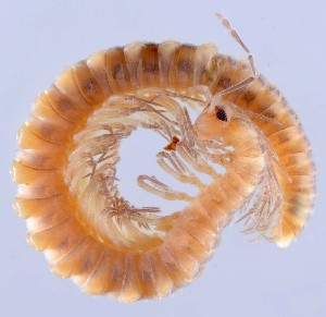  ( - GBOL14326)  @11 [ ] CreativeCommons - Attribution Non-Commercial Share-Alike (2015) SNSB, Zoologische Staatssammlung Muenchen SNSB, Zoologische Staatssammlung Muenchen