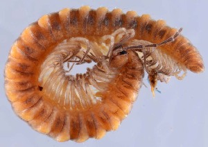  ( - GBOL14327)  @11 [ ] CreativeCommons - Attribution Non-Commercial Share-Alike (2015) SNSB, Zoologische Staatssammlung Muenchen SNSB, Zoologische Staatssammlung Muenchen