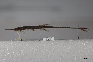  (Farlowella reticulata - GF06-588)  @11 [ ] Copyright (2017) Yvan Papa Museum d'Histoire Naturelle, Geneve