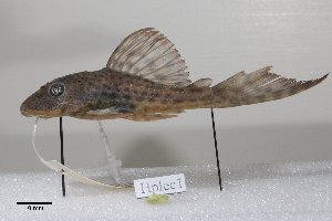  (Hypostomus plecostomus - GFSU12-671)  @11 [ ] Copyright (2017) Yvan Papa Museum d'Histoire Naturelle, Geneve