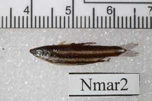  (Nannostomus marginatus - GFSU12e-118-2)  @11 [ ] Copyright (2017) Yvan Papa Museum d'Histoire Naturelle, Geneve