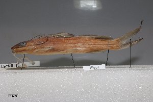  (Pimelodella leptosoma - SU08-518)  @11 [ ] Copyright (2017) Yvan Papa Museum d'Histoire Naturelle, Geneve