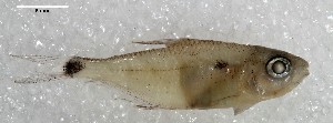  (Phenacogaster aff. wayana - SU08-1288-1)  @11 [ ] Copyright (2017) Yvan Papa Museum d'Histoire Naturelle, Geneve