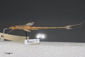  (Rineloricaria aff. stewarti 3 - GFSU12-217)  @11 [ ] Copyright (2017) Yvan Papa Museum d'Histoire Naturelle, Geneve
