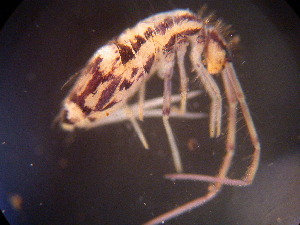  ( - GR-Col57)  @11 [ ] BY-NC-ND (2012) Ulrich Burkhardt Soil Organism Research