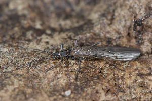  (Rhabdiopteryx acuminata - PLE 00869)  @12 [ ] Copyright (2013) Arnold H. Staniczek State Museum of Natural History Stuttgart