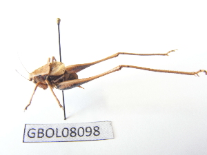  ( - GBOL08098)  @13 [ ] CreativeCommons - Attribution Non-Commercial Share-Alike (2015) SNSB, Zoologische Staatssammlung Muenchen SNSB, Zoologische Staatssammlung Muenchen