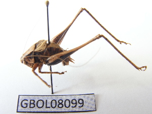  ( - GBOL08099)  @13 [ ] CreativeCommons - Attribution Non-Commercial Share-Alike (2015) SNSB, Zoologische Staatssammlung Muenchen SNSB, Zoologische Staatssammlung Muenchen