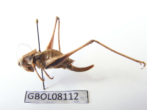  ( - GBOL08112)  @13 [ ] CreativeCommons - Attribution Non-Commercial Share-Alike (2015) SNSB, Zoologische Staatssammlung Muenchen SNSB, Zoologische Staatssammlung Muenchen