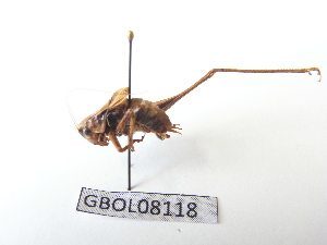  ( - GBOL08118)  @13 [ ] CreativeCommons - Attribution Non-Commercial Share-Alike (2015) SNSB, Zoologische Staatssammlung Muenchen SNSB, Zoologische Staatssammlung Muenchen