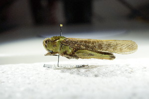  (Locusta migratoria cinerascens - GBOL12803)  @11 [ ] CreativeCommons - Attribution Non-Commercial Share-Alike (2015) SNSB, Zoologische Staatssammlung Muenchen SNSB, Zoologische Staatssammlung Muenchen