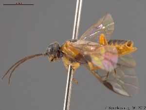  (Euura melanocephalus - DEI-GISHym18642)  @13 [ ] Copyright (2012) Senckenberg DEI Senckenberg DEI