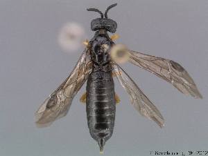  (Blasticotomidae - DEI-GISHym18852)  @14 [ ] Copyright (2012) Senckenberg DEI Senckenberg DEI