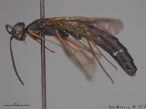  (Phylloecus niger - DEI-GISHym19498)  @13 [ ] Copyright (2012) Senckenberg DEI Senckenberg DEI