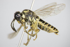  ( - BC ZSM HYM 16839)  @13 [ ] CreativeCommons - Attribution Non-Commercial Share-Alike (2015) SNSB, Zoologische Staatssammlung Muenchen SNSB, Zoologische Staatssammlung Muenchen