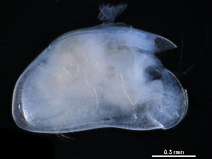  ( - CHARS00296-G03)  @11 [ ] CreativeCommons - Attribution (2019) CBG Photography Group Centre for Biodiversity Genomics