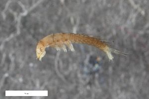  ( - ZFMK-TIS-2569367)  @12 [ ] CreativeCommons  Attribution Share-Alike (by-sa) 4.0 (2017) Unspecified Zoologisches Forschungsmuseum Alexander Koenig