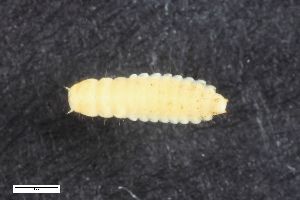  ( - ZFMK-TIS-2580012)  @12 [ ] CreativeCommons  Attribution Share-Alike (by-sa) 4.0 (2016) Unspecified Zoologisches Forschungsmuseum Alexander Koenig