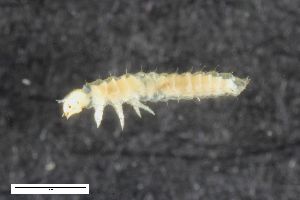  ( - ZFMK-TIS-2580023)  @12 [ ] CreativeCommons  Attribution Share-Alike (by-sa) 4.0 (2016) Unspecified Zoologisches Forschungsmuseum Alexander Koenig