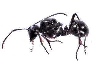  (Polyrhachis debilis - gvcT09011)  @13 [ ] CreativeCommons - Attribution Non-Commercial (2017) Graeme V. Cocks Unspecified