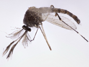  ( - gvcT09519)  @12 [ ] CreativeCommons - Attribution Non-Commercial (2017) Graeme V. Cocks Unspecified