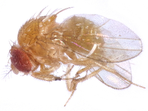  (Drosophila bipectinata - gvcT10976)  @13 [ ] CreativeCommons - Attribution Non-Commercial (2017) Graeme V. Cocks Unspecified