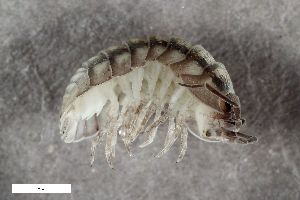  ( - ZFMK-TIS-2570724)  @11 [ ] CreativeCommons  Attribution Share-Alike (by-sa) 102 (2018) Unspecified Zoologisches Forschungsmuseum Alexander Koenig