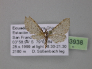  (Eupithecia GB28Ec - BC ZSM Lep 03938)  @13 [ ] CreativeCommons - Attribution Non-Commercial Share-Alike (2010) Axel Hausmann SNSB, Zoologische Staatssammlung Muenchen