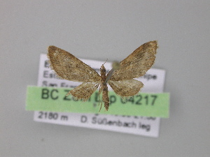  (Eupithecia AH01Ec - BC ZSM Lep 04217)  @14 [ ] CreativeCommons - Attribution Non-Commercial Share-Alike (2010) Axel Hausmann SNSB, Zoologische Staatssammlung Muenchen