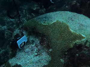  ( - SF2021_M23)  @11 [ ] Copyright (2025) Catalina Gomez-Cubillos Institute of Studies in Marine Sciencies, Universidad Nacional de Colombia - Caribbean campus