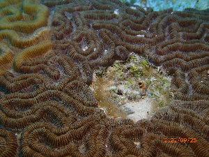  ( - SF2022_M59)  @11 [ ] Copyright (2025) Catalina Gomez-Cubillos Institute of Studies in Marine Sciencies, Universidad Nacional de Colombia - Caribbean campus