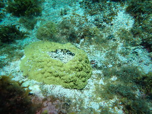  ( - SF2022_M25)  @11 [ ] Copyright (2025) Catalina Gomez-Cubillos Institute of Studies in Marine Sciencies, Universidad Nacional de Colombia - Caribbean campus