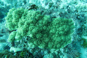  ( - SF2021_M33)  @11 [ ] Copyright (2025) Catalina Gomez-Cubillos Institute of Studies in Marine Sciencies, Universidad Nacional de Colombia - Caribbean campus