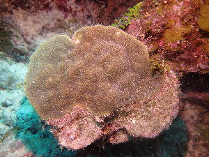  ( - SF2022_M103)  @11 [ ] Copyright (2025) Catalina Gomez-Cubillos Institute of Studies in Marine Sciencies, Universidad Nacional de Colombia - Caribbean campus