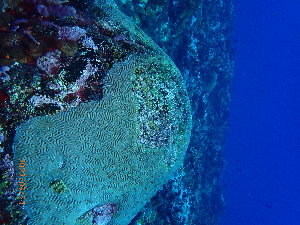  ( - SF2022_M17)  @11 [ ] Copyright (2025) Catalina Gomez-Cubillos Institute of Studies in Marine Sciencies, Universidad Nacional de Colombia - Caribbean campus