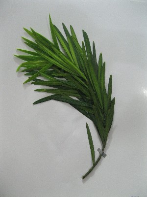  (Podocarpus macrophylous - NIBGE-GCUBG-256)  @11 [ ] CreativeCommons - Attribution Non-Commercial Share-Alike (2011) Zaheer Khan GC University Lahore, Pakistan